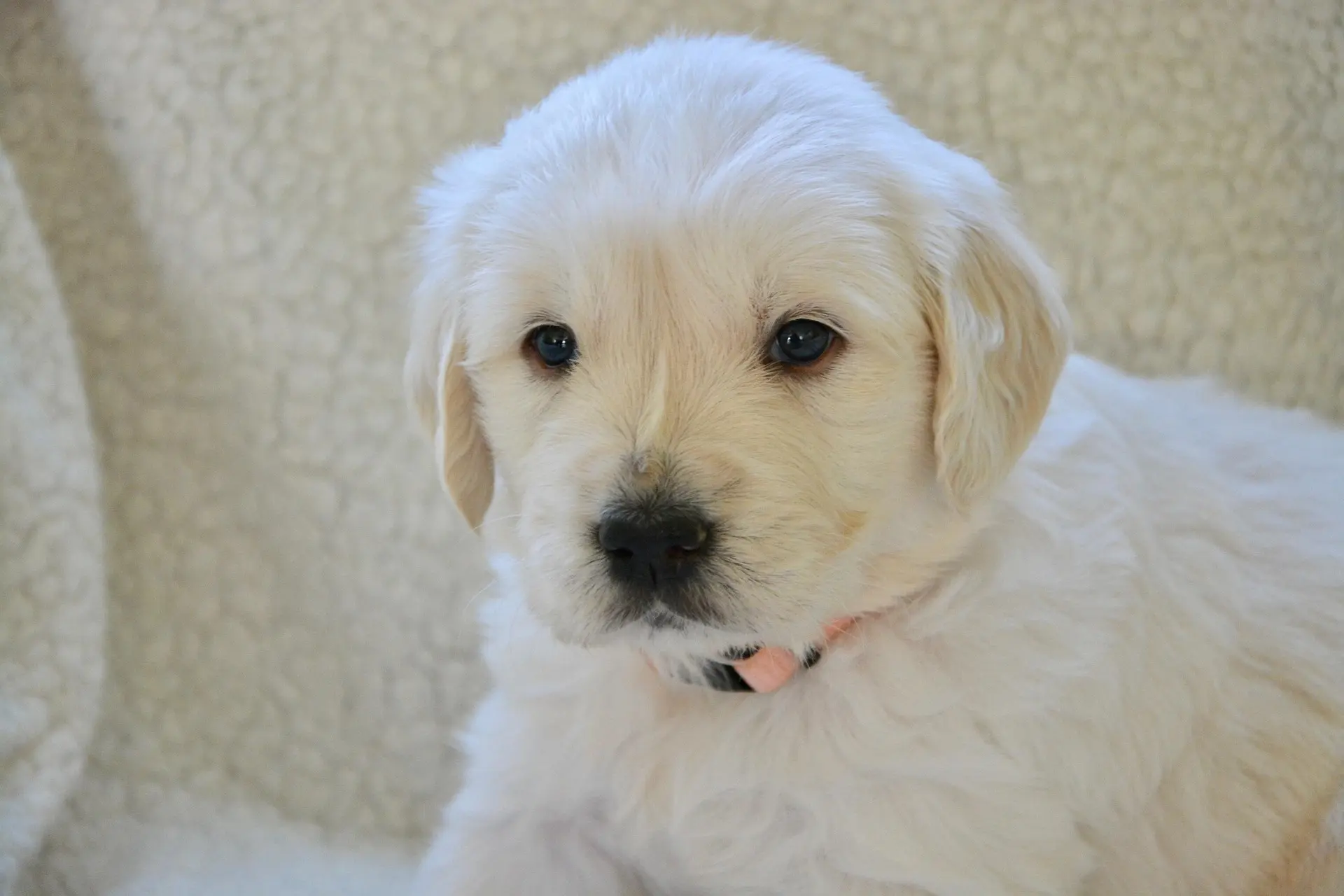comfortable puppy collars